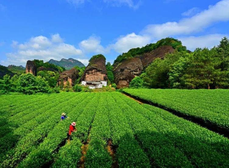 Luo Camellia floral fragrance Dahongpaoyan oolong tea loose leaves
